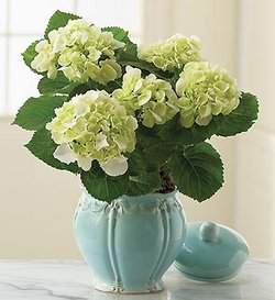 Как продлить жизнь срезанных цветов